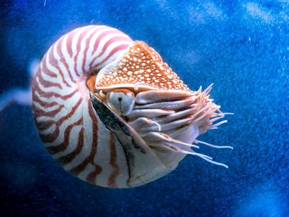 Inilah Hewan  Laut  Unik Nan Langka Di Jakarta Aquarium 